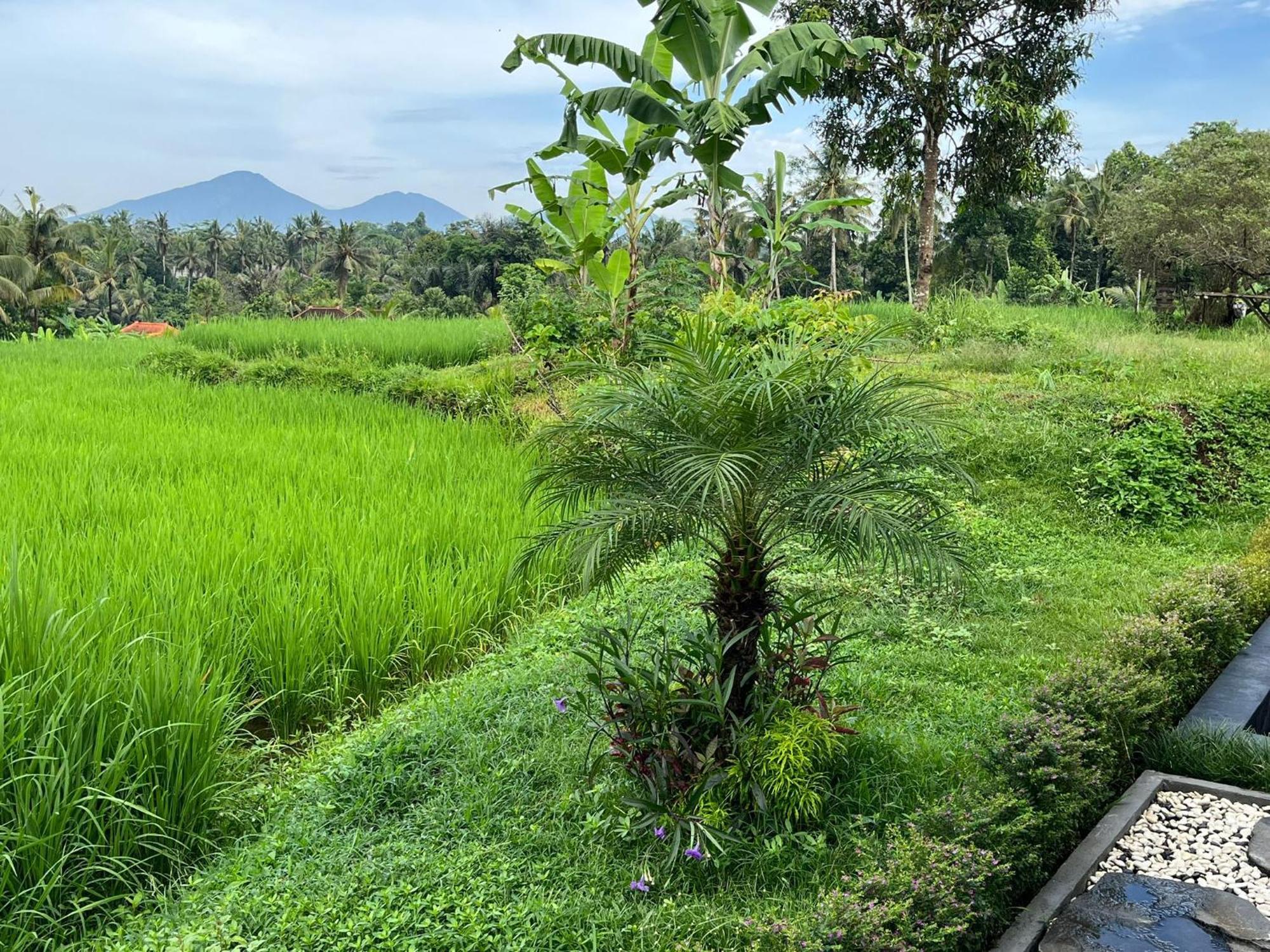 Maple Ridge Ubud Villas 外观 照片